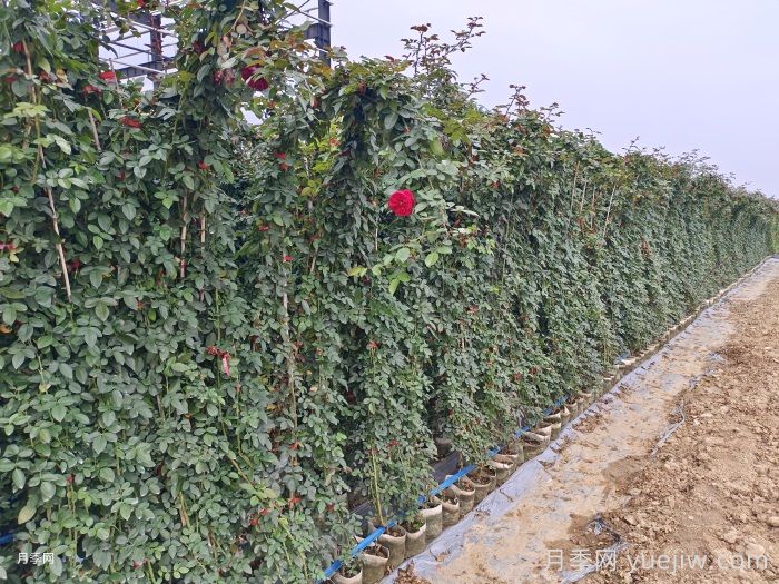 月季在背陰處如何開(kāi)花？(圖1)