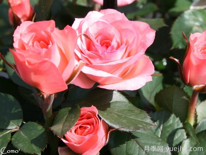 永遠的科莫月季介紹和優(yōu)缺點(diǎn)(圖1)