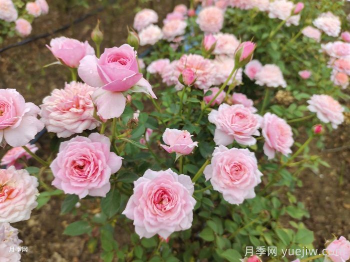 11種經(jīng)典微型月季花，顏值與實(shí)力兼具，陽(yáng)臺黨***愛(ài)(圖5)