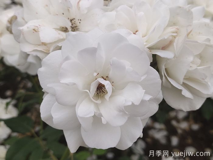 冰山月季(圖2)