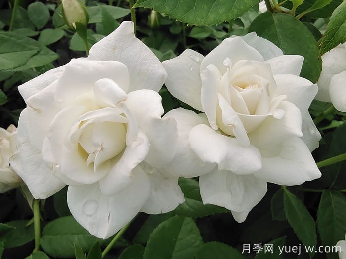 冰山月季(圖4)