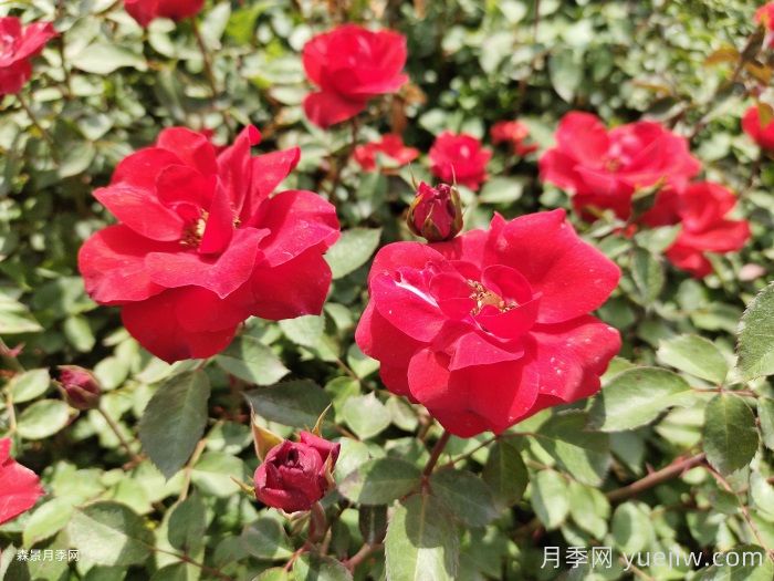 北京紅月季(圖5)