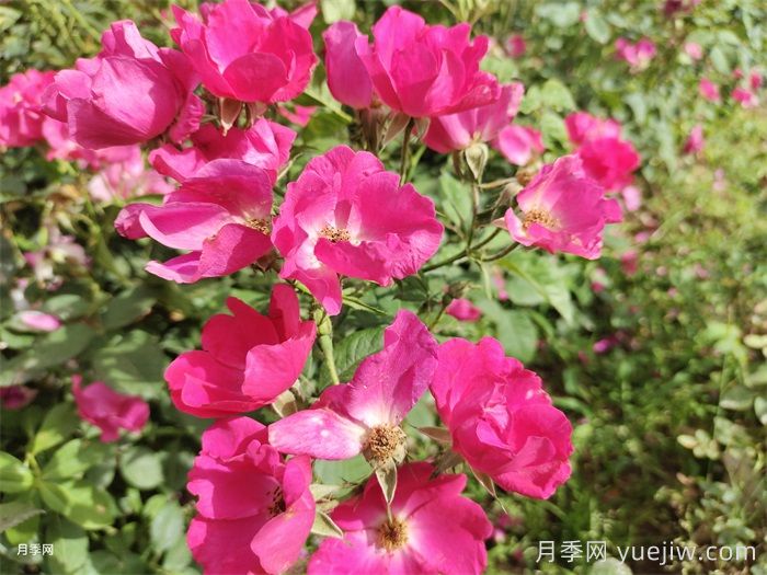 小桃紅月季(圖2)