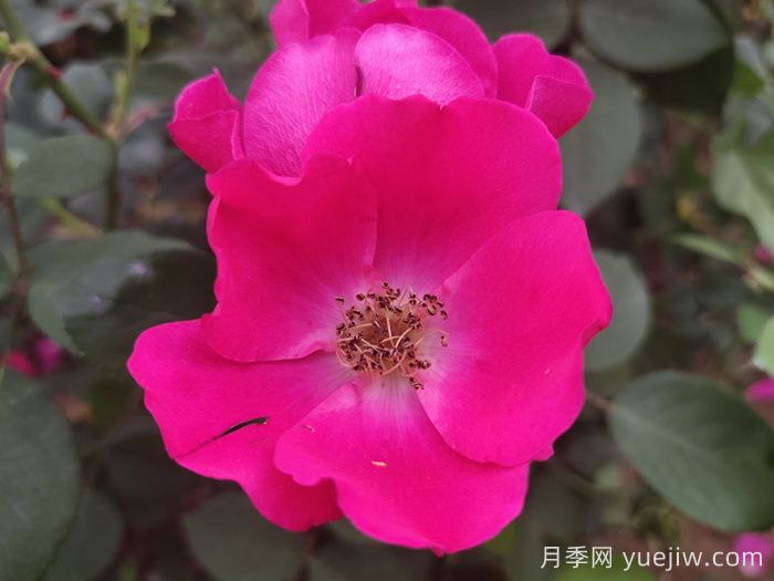小桃紅月季(圖4)