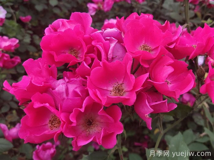 小桃紅月季(圖3)