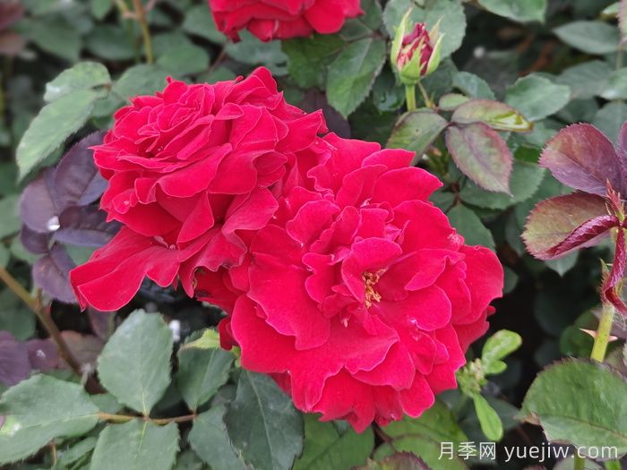 薩曼莎月季(圖1)