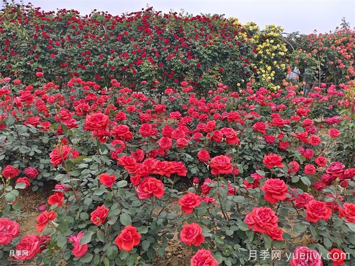 緋扇月季/菲扇/紅扇(圖6)