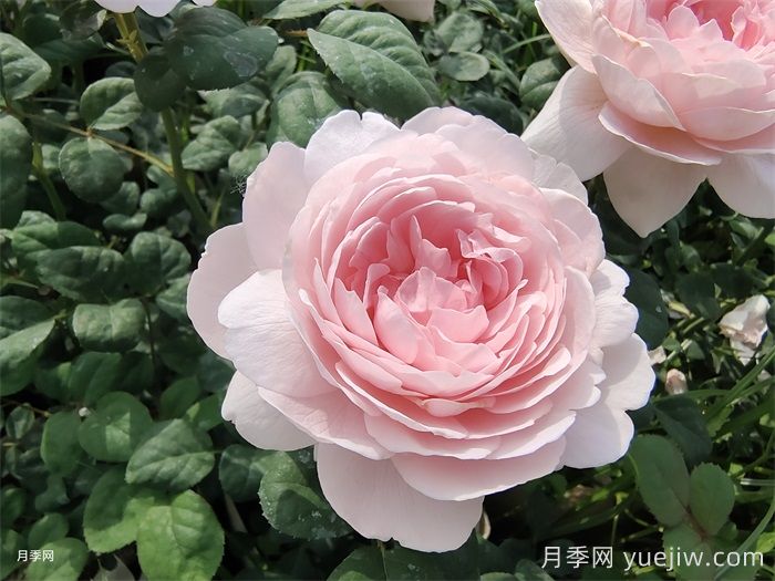 瑞典女王月季(圖1)