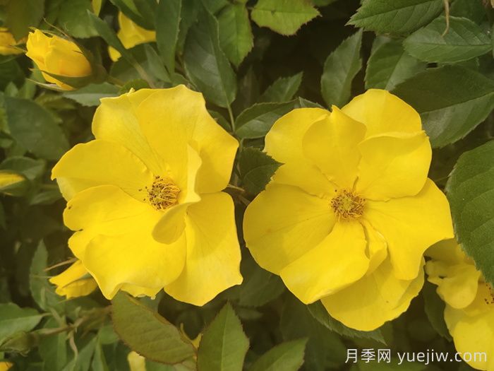 金瑪麗月季/金瑪莉月季(圖1)