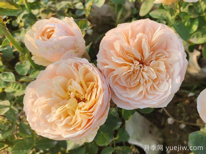 月季介紹，朱麗葉月季(圖1)