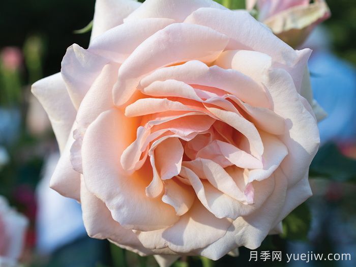 月季介紹，珍珠之母月季(圖1)