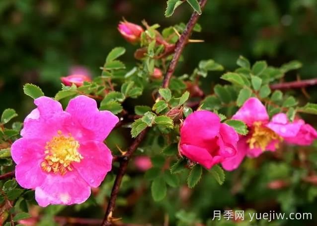 薔薇介紹，擬木香(圖1)