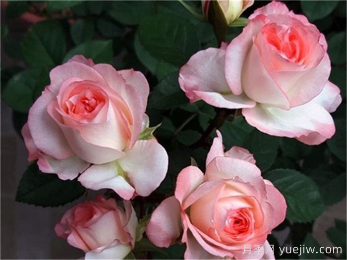 月季介紹，可愛(ài)多月季(圖1)