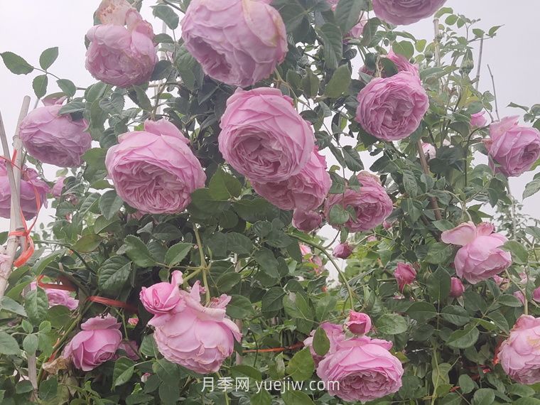 自由精神月季(圖3)