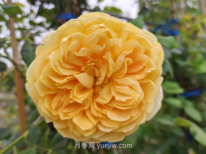 黃金慶典月季(圖1)