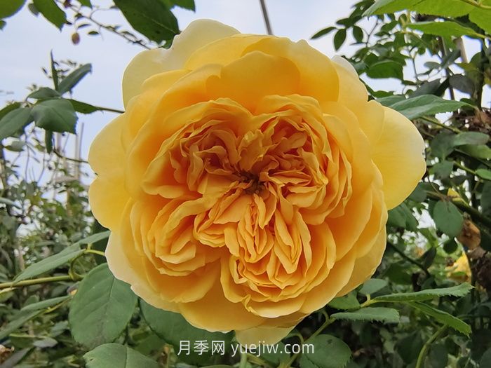 黃金慶典月季(圖3)