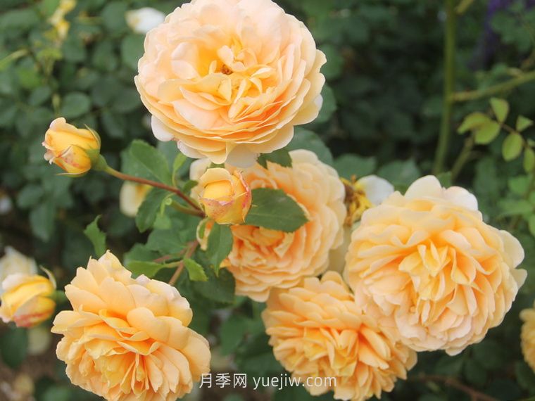 黃金慶典月季(圖5)