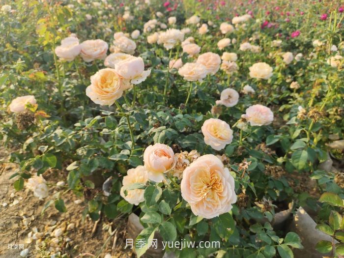 朱麗葉月季/切花朱麗葉(圖3)