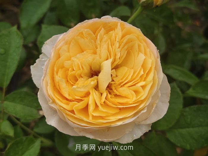 朱麗葉月季/切花朱麗葉(圖1)