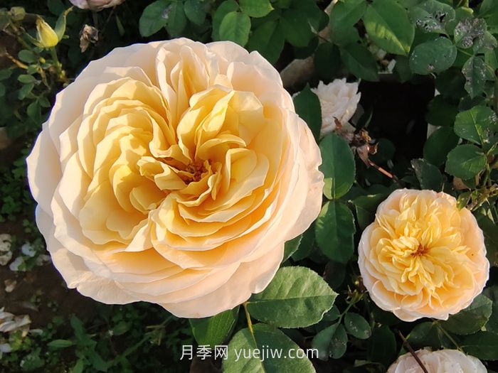 朱麗葉月季/切花朱麗葉(圖5)