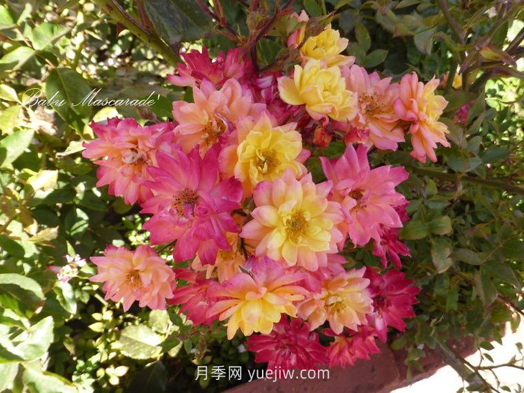 嬰兒假面舞會(huì )月季/小五彩月季(圖2)