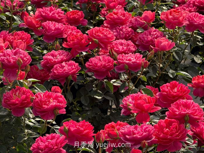 絕色果汁月季的介紹和優(yōu)缺點(diǎn)(圖1)