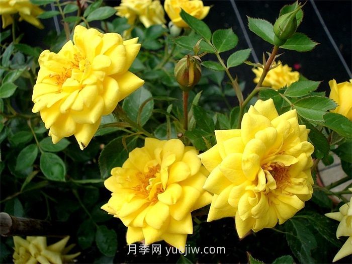 黃金珠寶月季的介紹和優(yōu)缺點(diǎn)(圖1)