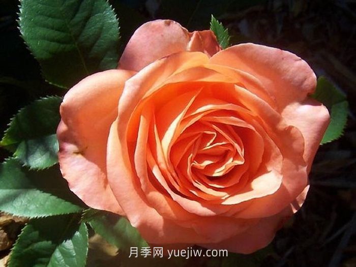 丹陶木瓜月季的介紹和優(yōu)缺點(diǎn)(圖1)