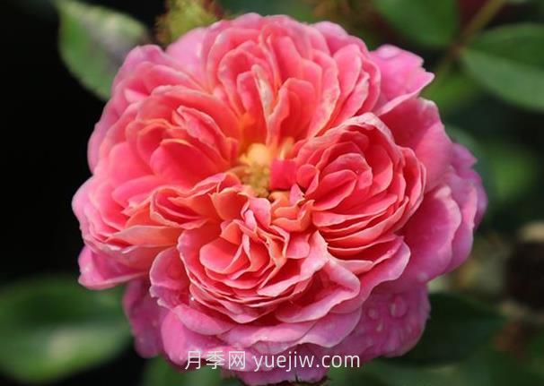 寶藏月季介紹和優(yōu)缺點(diǎn)(圖1)