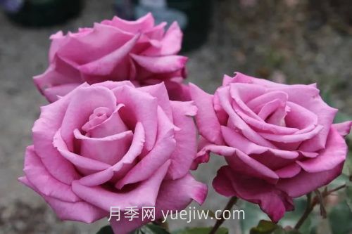 梅子灰月季介紹和優(yōu)缺點(diǎn)(圖1)