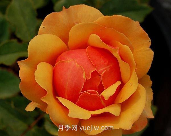 回眸月季介紹和優(yōu)缺點(diǎn)(圖1)