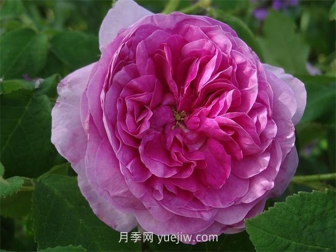 珍妮杜瓦爾月季介紹和優(yōu)缺點(diǎn)(圖1)