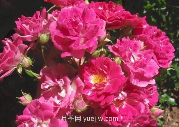 超級?？巳麪査_月季介紹和優(yōu)缺點(diǎn)(圖1)