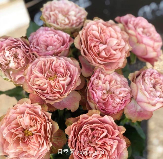 地球末夜月季介紹和優(yōu)缺點(diǎn)(圖1)
