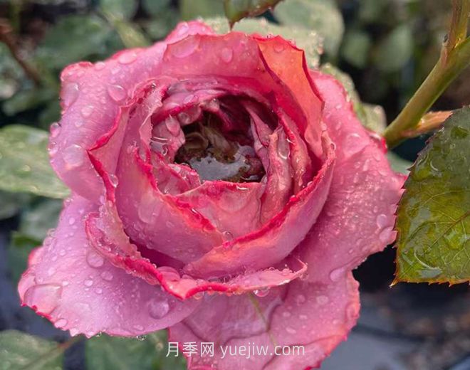 藍瓷花瓶月季介紹和優(yōu)缺點(diǎn)(圖1)