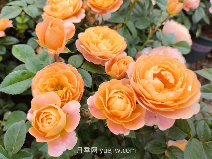 推薦88個(gè)***美月季品種，讓花友美到心醉，陶醉其中(圖2)