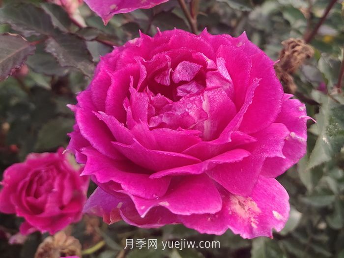 推薦88個(gè)***美月季品種，讓花友美到心醉，陶醉其中(圖3)
