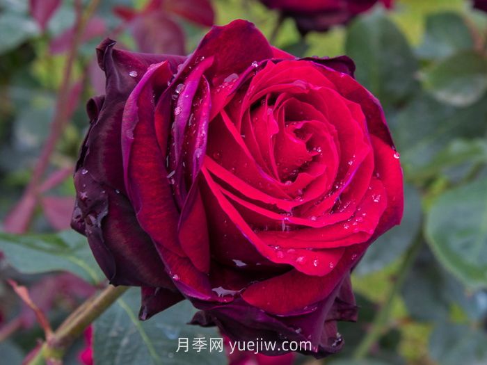 推薦88個(gè)***美月季品種，讓花友美到心醉，陶醉其中(圖4)