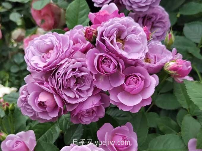 推薦88個(gè)***美月季品種，讓花友美到心醉，陶醉其中(圖6)