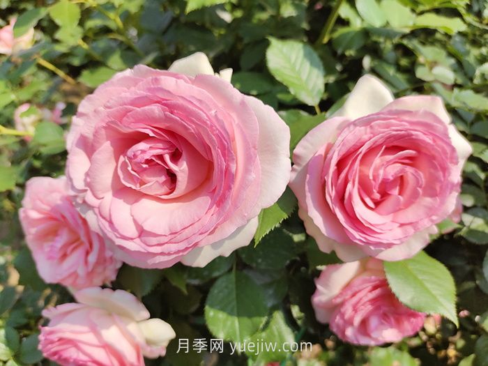推薦88個(gè)***美月季品種，讓花友美到心醉，陶醉其中(圖7)