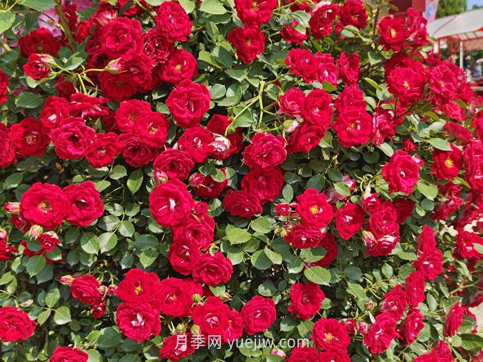 推薦88個(gè)***美月季品種，讓花友美到心醉，陶醉其中(圖9)