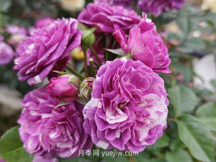 推薦88個(gè)***美月季品種，讓花友美到心醉，陶醉其中(圖11)