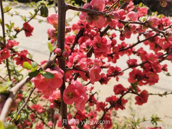 分享60種常見(jiàn)花卉植物(圖1)