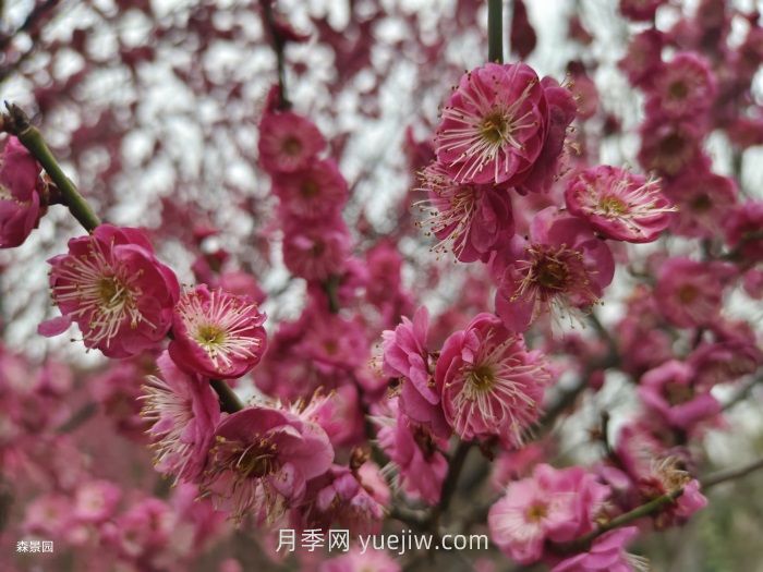 分享60種常見(jiàn)花卉植物(圖2)