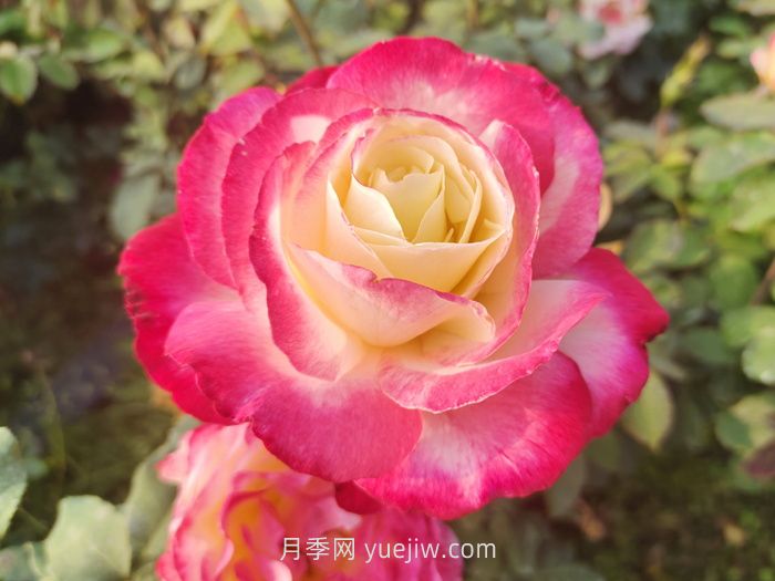 紅雙喜月季夏季耐熱耐曬嗎？(圖1)