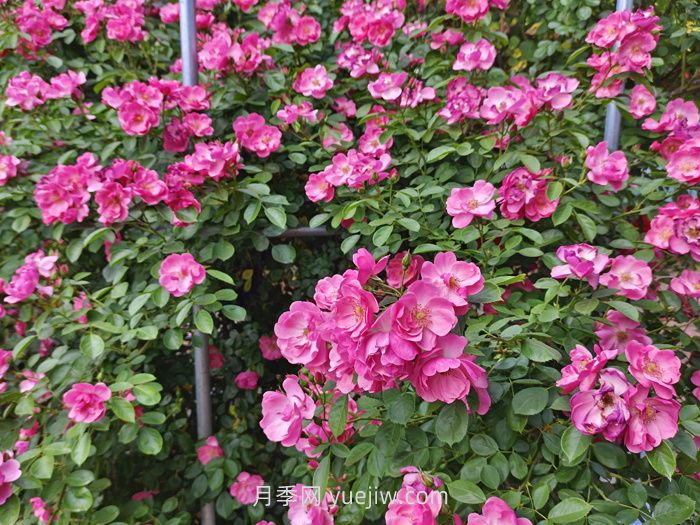 月季花長(cháng)出新葉，卻會(huì )打卷，是什么問(wèn)題？(圖1)