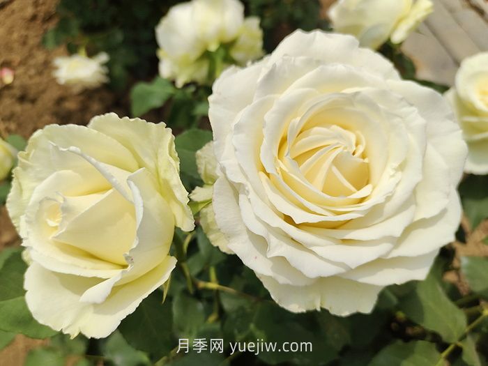 什么是切花月季？切花有哪些品種?(圖3)