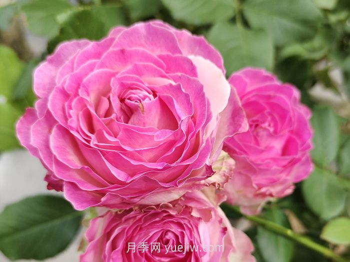 什么是切花月季？切花有哪些品種?(圖2)