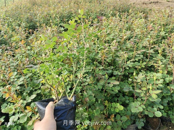 月季小苗多久能長(cháng)成大苗？(圖1)