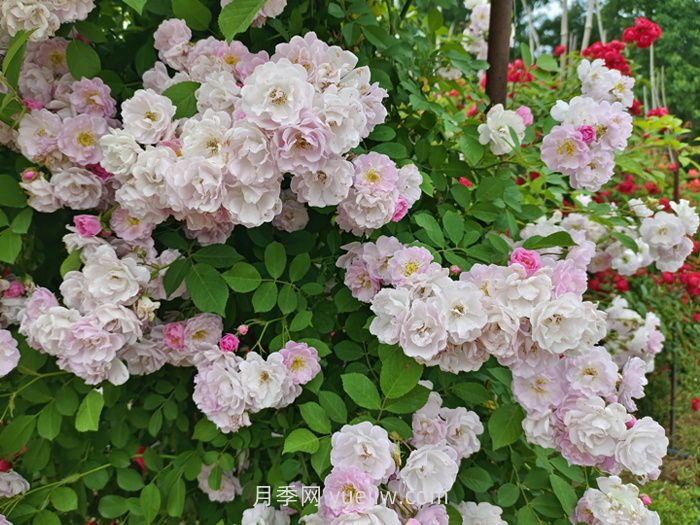 薔薇花什么時(shí)候開(kāi)花，花期有多久？(圖1)